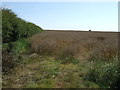 Oilseed rape crop and hedgerow in Bridlington Central and Old Town Ward