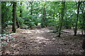 Footpath through Vincents Wood in OX29 8AT