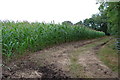 Maize Field and track in TA19 0PP