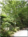 Overgrown footpath sign, Woodencliff Wood in TQ13 7EP