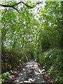 Steep hill through Woodencliff Wood in TQ13 7EP