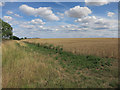 Wheat field by the bridleway in PE28 9NB