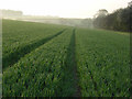 Farmland beside Hens Wood in SN8 2HW