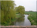 Weeping Willow trees on the bank of the Witham in Hougham