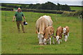 Torridge : Cattle Grazing in EX31 3LT