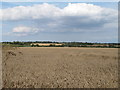 Wheat field, Tolleshunt Major in CM9 8FD