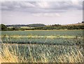 Onion Field South of Green Lane in NG32 2HU