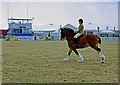 Riding at the Cheshire Show in WA16 0JL