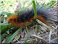 Woolly bear in SN8 1PL