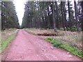 A track junction in Westertown Wood in AB31 4QD