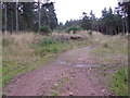 A track in Westertown Wood in AB31 4QD