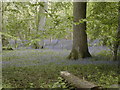 Bluebells in Breamore Wood in SP6 2DQ