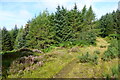 Forest track, Torr a' Ghobhainn, Kintyre in PA28 6QT