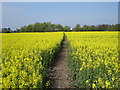 Footpath across Rape field in TN25 5PA