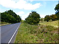 Looking north on New Odiham Road towards Gregory's Wood in GU34 4EA