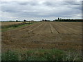 Harvested crop field, Herne Common in PE26 2TZ
