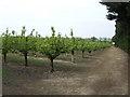 Pear orchard near Upchurch in ME8 7XQ