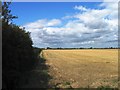 Field of stubble in The Saints Ward