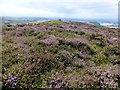 Purple Heather in PH2 6JD