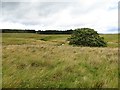 Rough grazing beside the Ardoch Burn in FK15 9NF