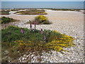Vegetation on the shingle at Dungeness in TN29 9NA