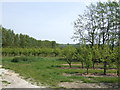 Pear orchards east of Selling in ME13 9SF