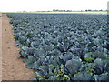 Cabbage crop on Surfleet Marsh in PE11 4DW