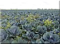 Blue cabbages under a grey Lincolnshire sky in PE11 4DW