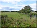 Pasture at Viewlaw in NE65 8RA