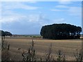 Small copse near Burnham Deepdale in PE31 8DU