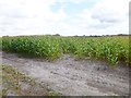 East Knighton, maize field in DT2 8ZB