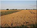 Wheat field by Long Holme Drove in CB24 5LT