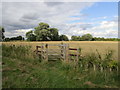 Footpath across a wheatfield in LN2 3QZ