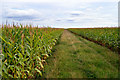 Track through a Maize field in TN12 7HW