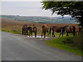 Exmoor ponies on Withypool Common in TA24 7QU