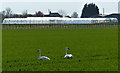 Mute swans near Fengate Road in PE11 3NE