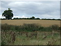 Crop field near Duddington in Duddington-with-Fineshade