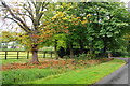 Horse chestnut trees by the entrance to Wanfield Hall in Kingstone