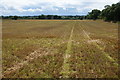 Harvested field on Leese Hill in ST14 8QQ