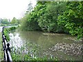 Roadside duck pond near Cowesfield Green in SP5 2RR