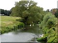 Swans on the River Great Ouse in MK18 2ED