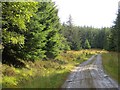 Logging road, Griffin Forest in PH15 2EQ