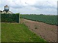 Silo and cabbage crop north of Scoldhall Lane near Surfleet in PE11 4DE