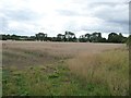 Wheatfield north-east of Wickhamford in WR11 7RX