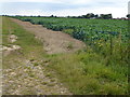 Track and cabbages south of Risegate in PE11 4JW