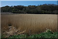 Reed beds beside the River Torridge in EX39 5AL
