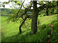 Oak tree Ham Hill country park in TA14 6TF