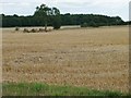 Tree in the middle of a harvested wheatfield in OX18 4JY