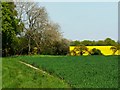 Bridleway and crops, near Clyffe Pypard in SN4 9QE