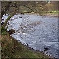 River Tay near Dunkeld in PH8 0DL